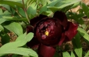 rośliny ogrodowe - Japońska Piwonia Drzewiasta Black Paeonia suffruticosa
