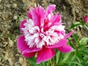 sadzonki -  Japońska Piwonia Bylinowa Bicolour Odmiana Qi Hua Lu Shuang (Paeonia lactiflora)