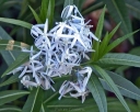 rośliny ogrodowe -  Amzonia nadreńska Amsonia tabernaemontana - 20szt. nasion