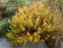 rośliny ozdobne - Amzonia nadreńska Amsonia tabernaemontana - 20szt. nasion