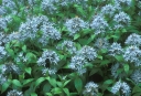 sadzonki - Amzonia nadreńska Amsonia tabernaemontana - 20szt. nasion