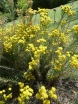 rośliny ogrodowe - Ożota zwyczajna Aster linosyris /C2 *K3