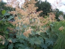 rośliny ozdobne - Makleja sercowata Bokkonia Macleaya cordata - 20 nasion