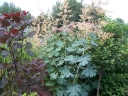 rośliny ozdobne - Makleja sercowata Bokkonia Macleaya cordata - 20 nasion