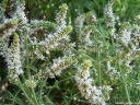 sadzonki - Melisa lekarska VARIEGATA w doniczce Melissa officinalis /C2