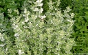 sadzonki - Melisa lekarska VARIEGATA w doniczce Melissa officinalis /C2