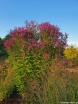 rośliny ozdobne - Wernonia włosista MAMMUTH Vernonia crinita /P11 *K7