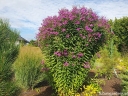 sadzonki - Wernonia włosista MAMMUTH Vernonia crinita /P11 *K7