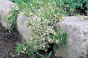 rośliny ozdobne - Wiśnia płacząca na PNIU Prunus pumila var. depressa C5/Pa70(90)cm *4K