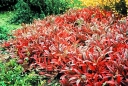 sklep ogrodniczy - Wiśnia płacząca na PNIU Prunus pumila var. depressa C5/Pa70(90)cm *4K