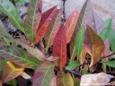 rośliny ozdobne - Wiśnia płacząca na PNIU Prunus pumila var. depressa C5/Pa70(90)cm *4K