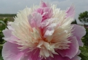 sklep ogrodniczy - Japońska Piwonia Bylinowa Bicolour Odmiana Qi Hua Lu Shuang (Paeonia lactiflora)