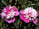 sklep ogrodniczy - Japońska Piwonia Bylinowa Bicolour Odmiana Qi Hua Lu Shuang (Paeonia lactiflora)