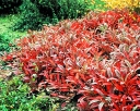 rośliny ozdobne -  Wiśnia płożąca  Prunus pumila var. depressa /C2-C3 *K19