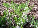 rośliny ogrodowe - Wiśnia płożąca  Prunus pumila var. depressa /C2-C3 *K19