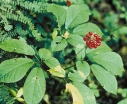 rośliny ozdobne -  Żeń-szeń właściwy Panax ginseng - nasiona 10 szt.