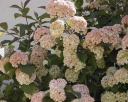 rośliny ogrodowe - Kalina japońska MARRY MILTON Viburnum plicatum balot/50cm