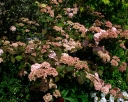 sadzonki - Kalina japońska MARRY MILTON Viburnum plicatum balot/50cm