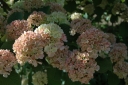 sklep ogrodniczy - Kalina japońska MARRY MILTON Viburnum plicatum balot/50cm