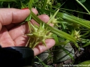 sadzonki -  Turzyca Graya Carex grayi - 10szt. nasion