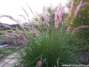 rośliny ozdobne -  Piórkówka wschodnia KARLEY ROSE Pennisetum orientale - 20szt. nasion