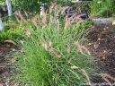 rośliny ogrodowe - Piórkówka wschodnia KARLEY ROSE Pennisetum orientale - 20szt. nasion