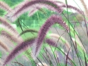 rośliny ozdobne - Piórkówka wschodnia KARLEY ROSE Pennisetum orientale - 20szt. nasion