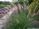 rośliny ozdobne - Piórkówka wschodnia KARLEY ROSE Pennisetum orientale - 20szt. nasion