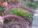 rośliny ogrodowe - Piórkówka wschodnia KARLEY ROSE Pennisetum orientale - 20szt. nasion