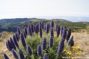 rośliny ozdobne - Echium candicans Żmijowiec wspaniały - 30szt. nasion