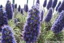 rośliny ozdobne - Echium candicans Żmijowiec wspaniały - 30szt. nasion