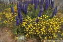 rośliny ozdobne - Echium candicans Żmijowiec wspaniały - 30szt. nasion