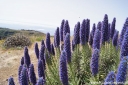 sklep ogrodniczy - Echium candicans Żmijowiec wspaniały - 30szt. nasion