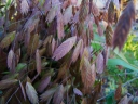 sadzonki - Uniola latifolia - 30 szt. nasion
