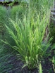 rośliny ozdobne - Uniola latifolia - 30 szt. nasion
