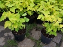 rośliny ozdobne - Pęcherznica kalinolistna Luteus (Physocarpus opulifolius Luteus) C2/30-40cm *K21