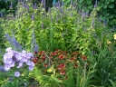 rośliny ozdobne - Kłosowiec anyżowy GOLDEN - 20szt. nasion Agastache foeniculum