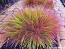 sadzonki -  Miłka okazała Eragrostis spectabile - 50szt. nasion