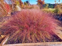 sadzonki - Miłka okazała Eragrostis spectabile - 50szt. nasion