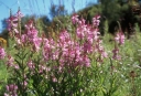 rośliny ogrodowe - Odętka wirginijska RÓŻOWA Physostegia virginiana -20szt. nasion