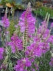 sadzonki - Odętka wirginijska RÓŻOWA Physostegia virginiana -20szt. nasion