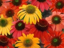 sklep ogrodniczy -  Jeżówka MIX kolorów Echinacea ~50szt. nasion
