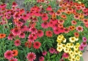 rośliny ogrodowe - Jeżówka MIX kolorów Echinacea ~50szt. nasion