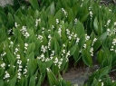 rośliny ogrodowe - Konwalia majowa Convallaria majalis - 30 nasion