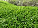 rośliny ozdobne - Konwalia majowa Convallaria majalis - 30 nasion
