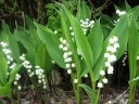 sklep ogrodniczy - Konwalia majowa Convallaria majalis - 30 nasion