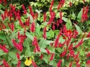 sadzonki -  Rdest himalajski  Persicaria amplexicaulis - 20szt. nasion