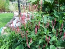 sadzonki - Rdest himalajski  Persicaria amplexicaulis - 20szt. nasion