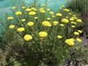 sadzonki - Krwawnik wiązówkowaty żółty( Achillea filipendulina) C2