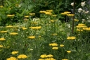 rośliny ozdobne - Krwawnik wiązówkowaty żółty( Achillea filipendulina) C2